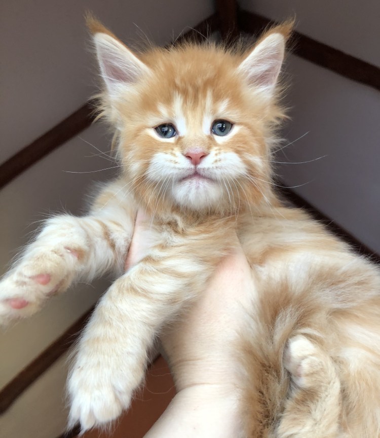 Мейн кун и сфинкс помесь