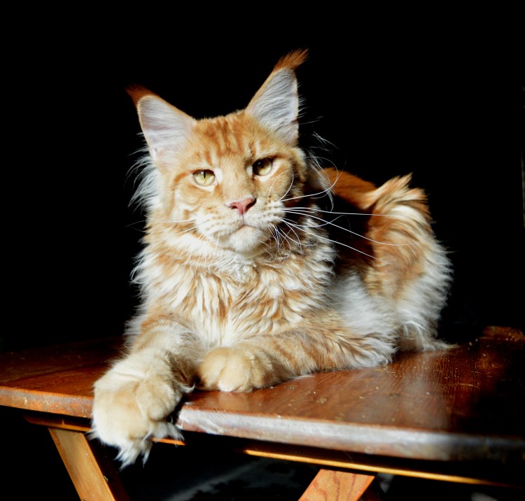 Большие кошки Мейн кун