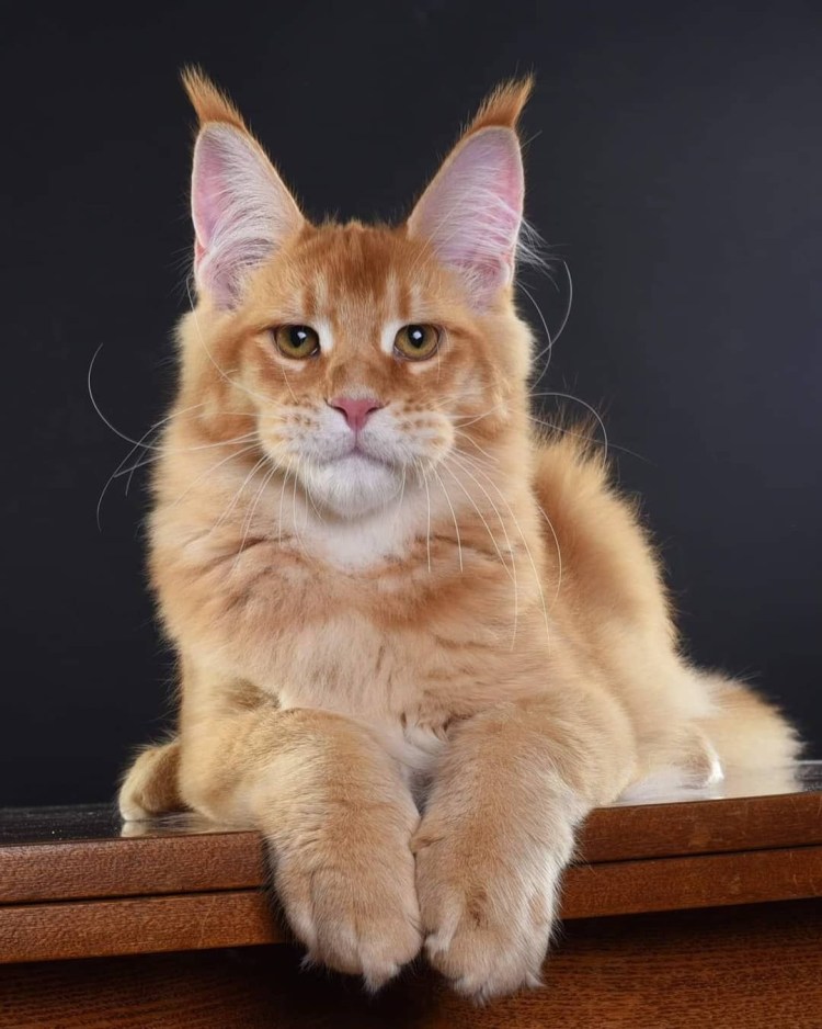 Стриженный Мейн кун