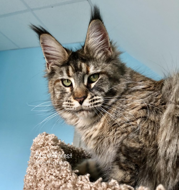 Лысые Мейн куны