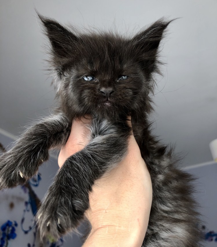 Лысый Мейн кун