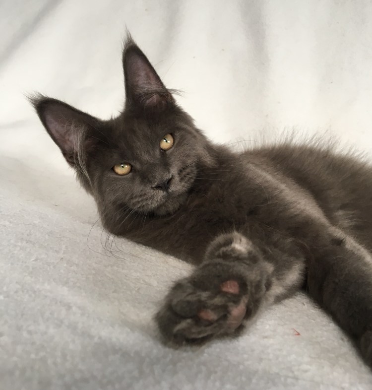 Стрижка Мейн куна