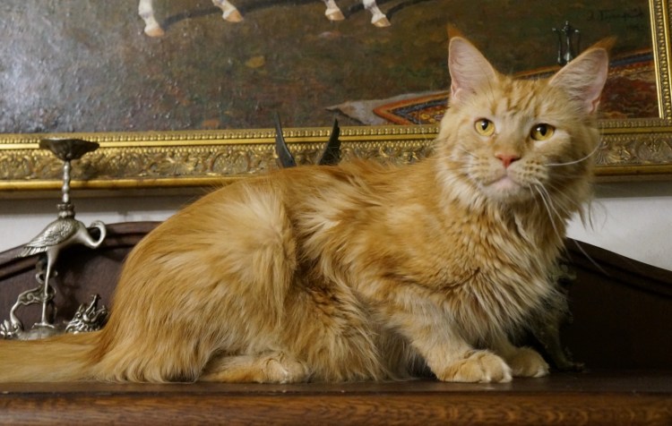 Власть киски