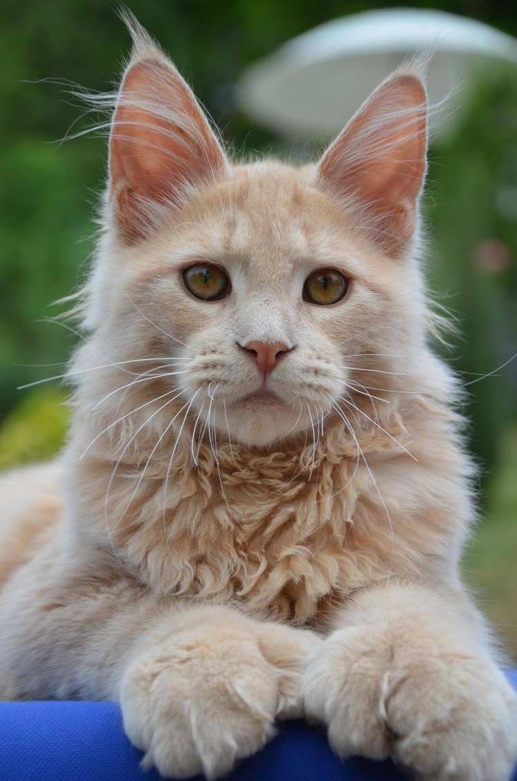 Тиккированный Мейн кун