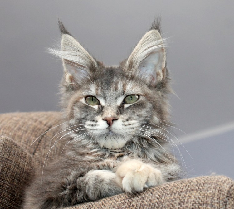 Стрижка Мейн куна под Льва