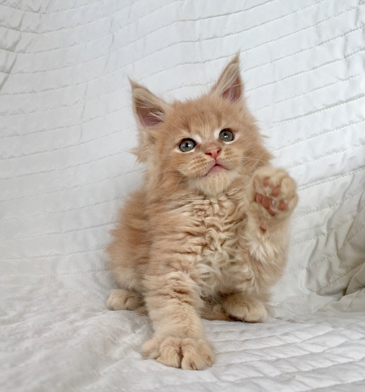 Мейн кун Тиффани