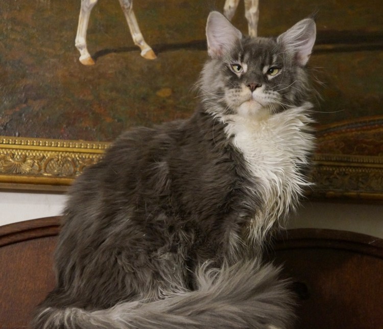 Мейн кун рыжий большой