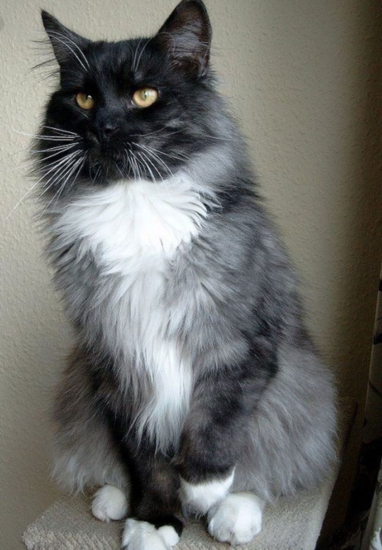Сибирская кошка черно белая