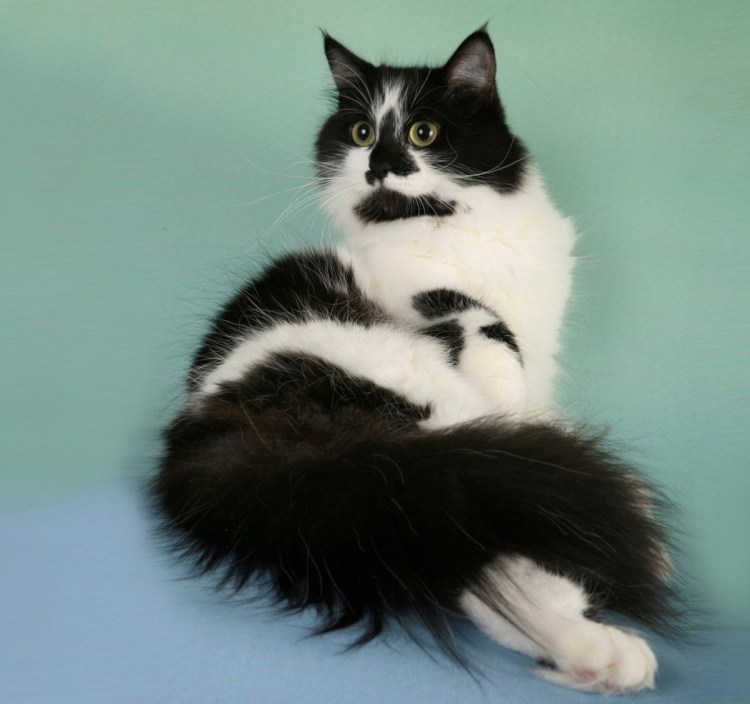 Норвежский Лесной кот биколор