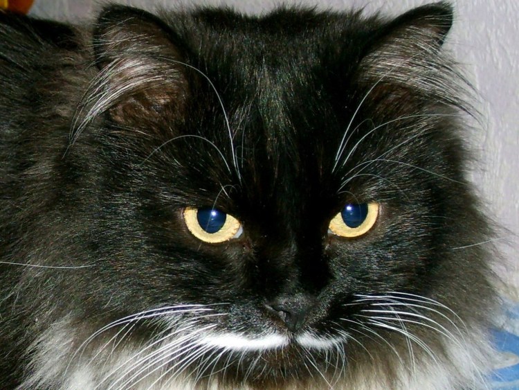 Норвежская Лесная кошка черно-белая