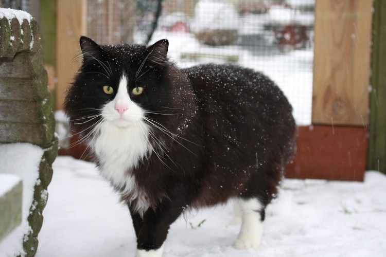 Сибирская кошка черно белая фото