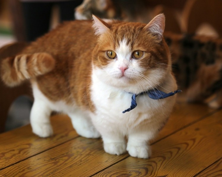 Кот такса Манчкин