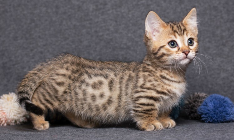 Манчкин сиамский