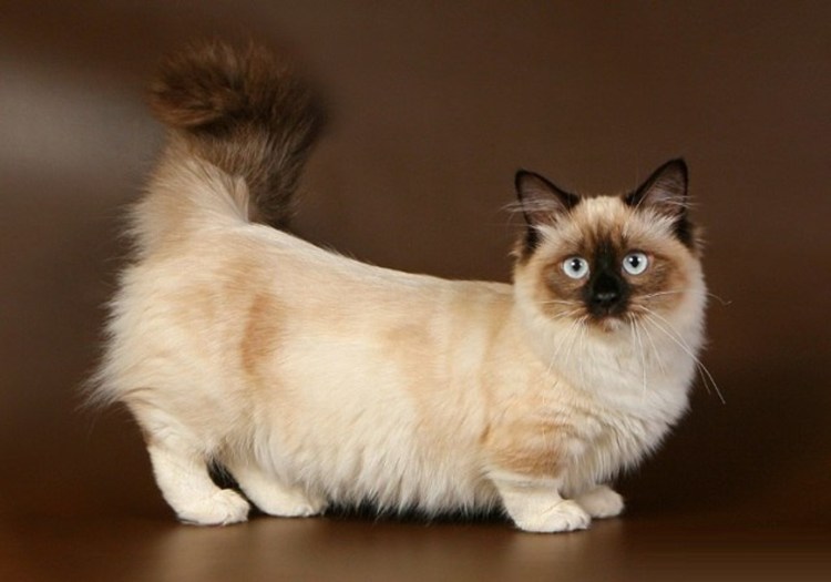 Манчкин кот