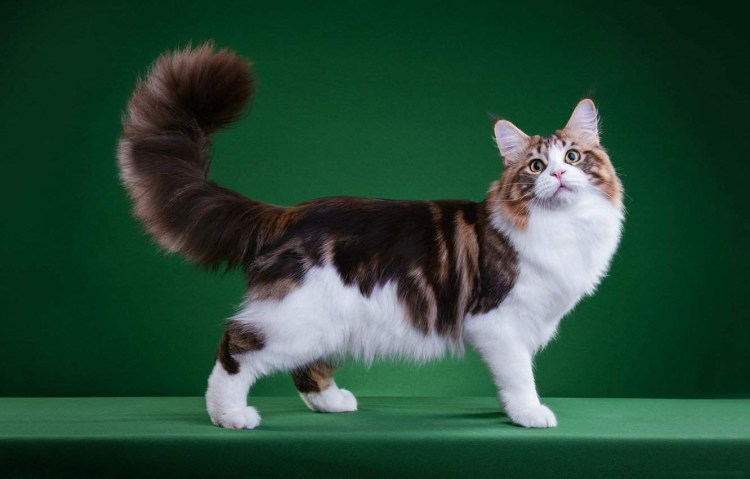 Кот коротколапый порода Манчкин