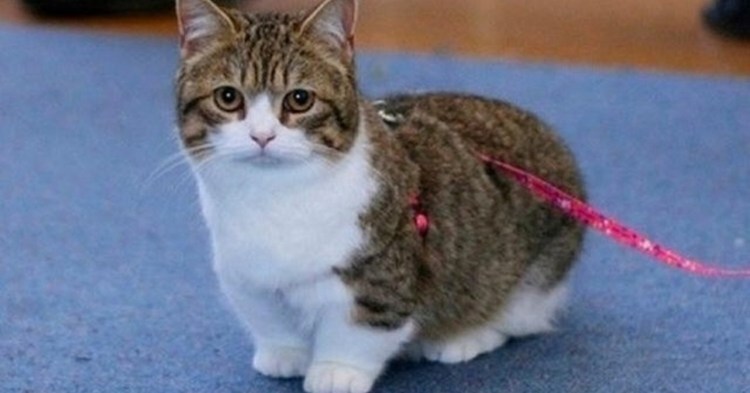 Коты породы Манчкин