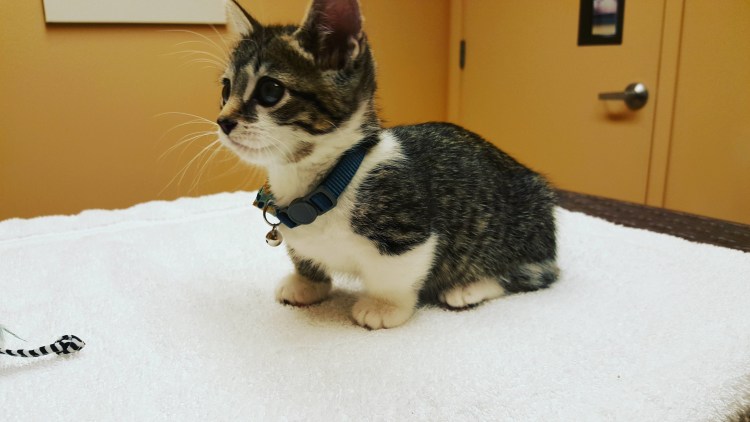 Порода кошек с короткими лапами