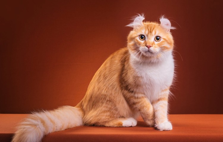 Кот с короткими лапами порода