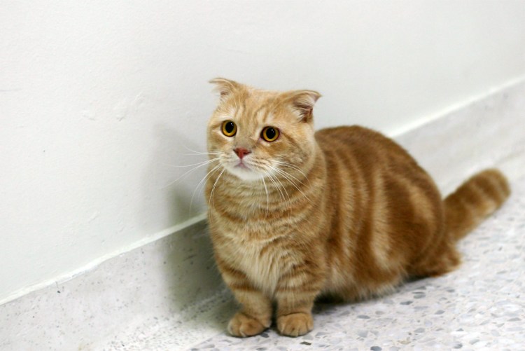 Коты породы Манчкин