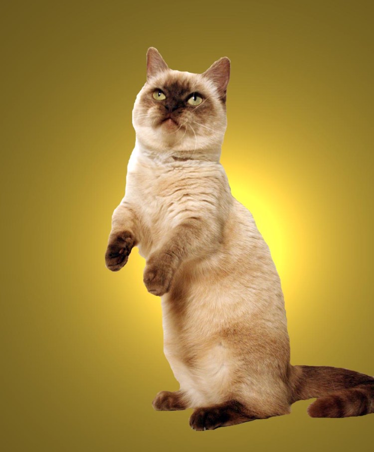 Коты породы Манчкин