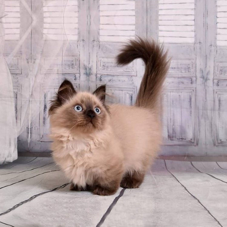 Манчкин и такса