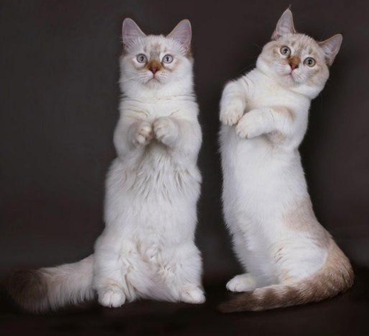 Манчкин кошка