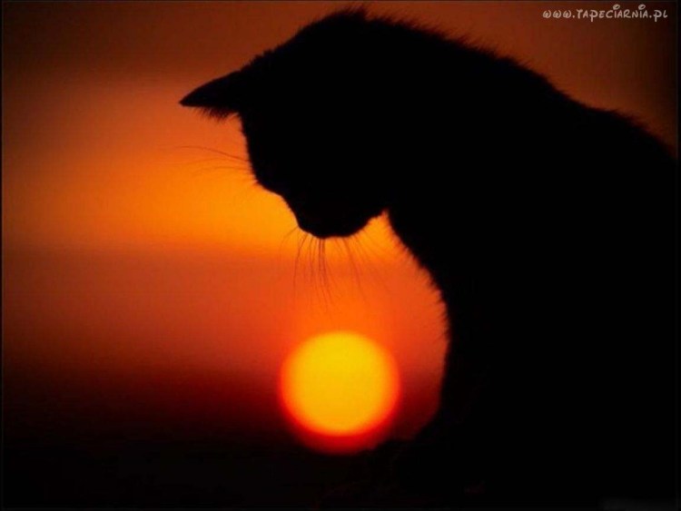 Кот на фоне заката