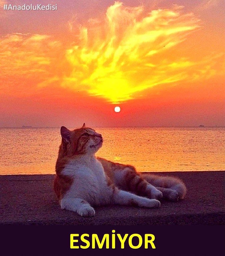 Кот на солнце