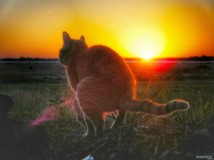 Силуэт кошки фото