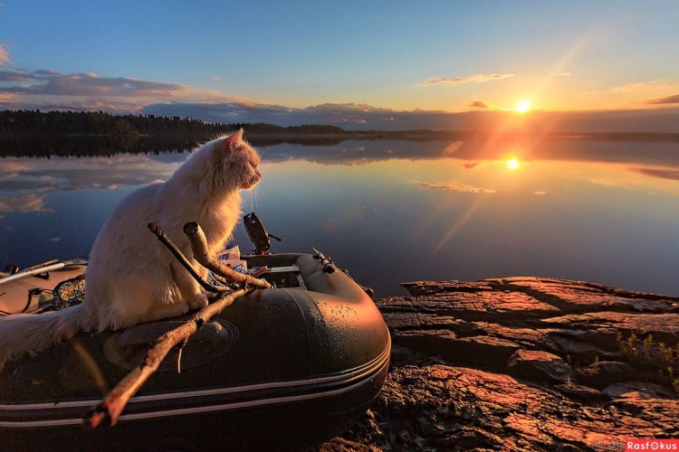 Кот в лодке