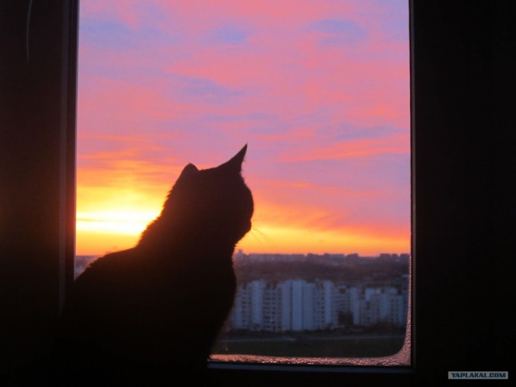 Кот любуется закатом
