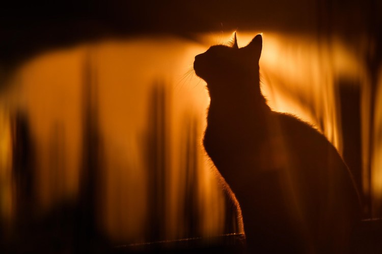Кошка на фоне солнца