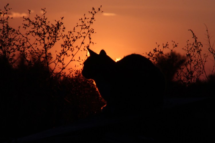 Кот на фоне заката