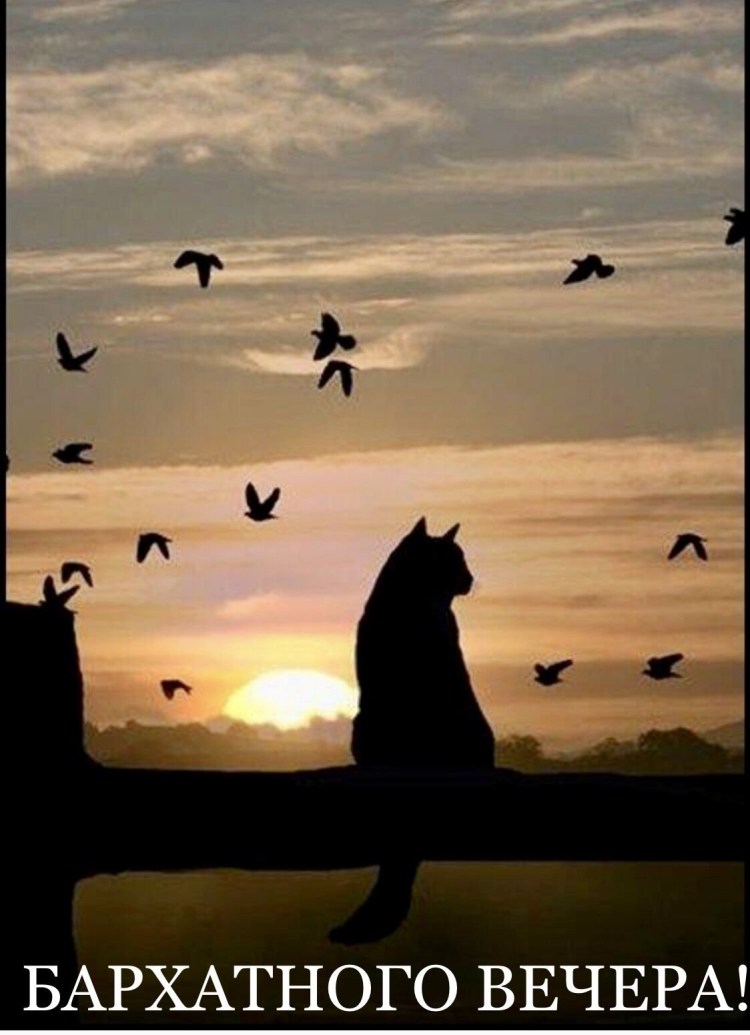 Котик на закате