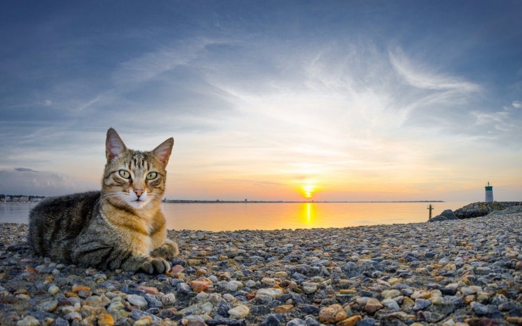 Кошка на рассвете