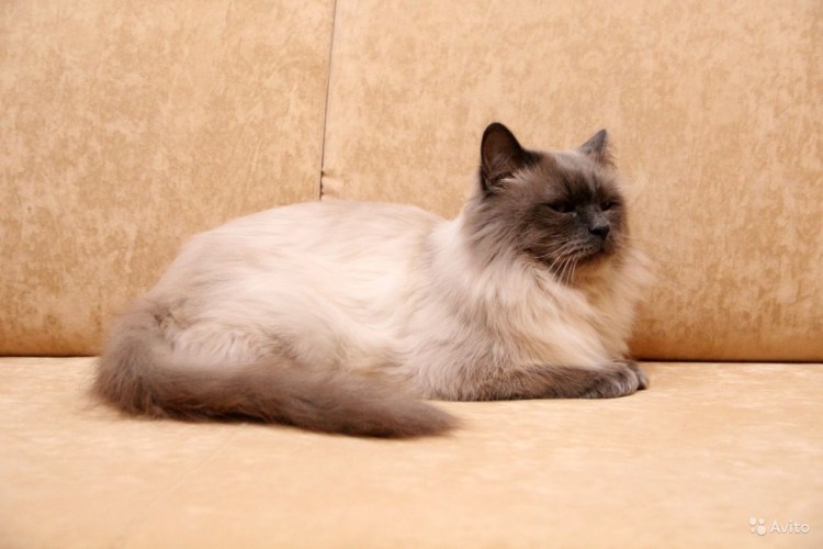 Невский маскарадный стрижка