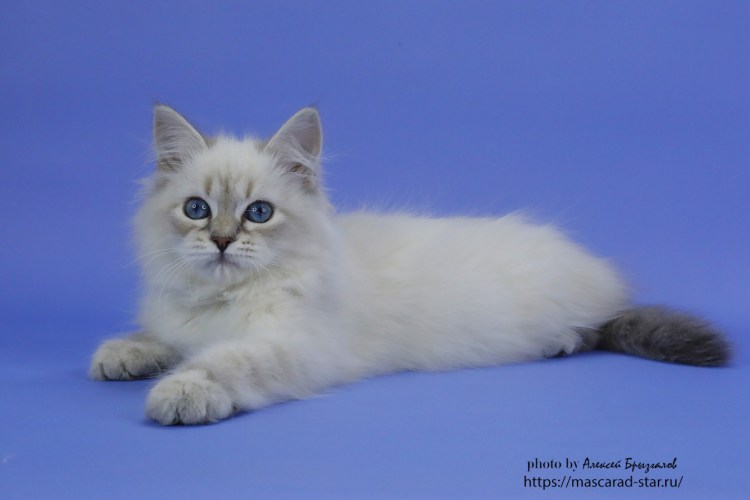 Вектор чб морда кота Невская-маскарадная