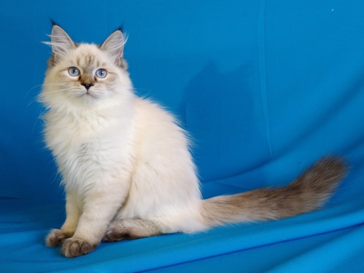 Невская маскарадная кошка Анна Щитович