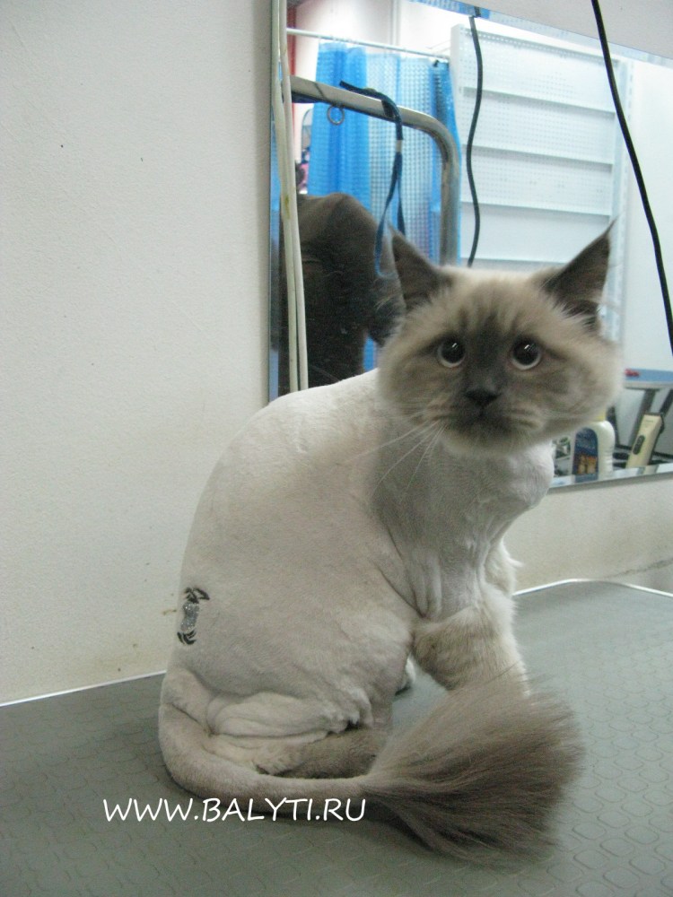Стриженный Невский маскарадный кот