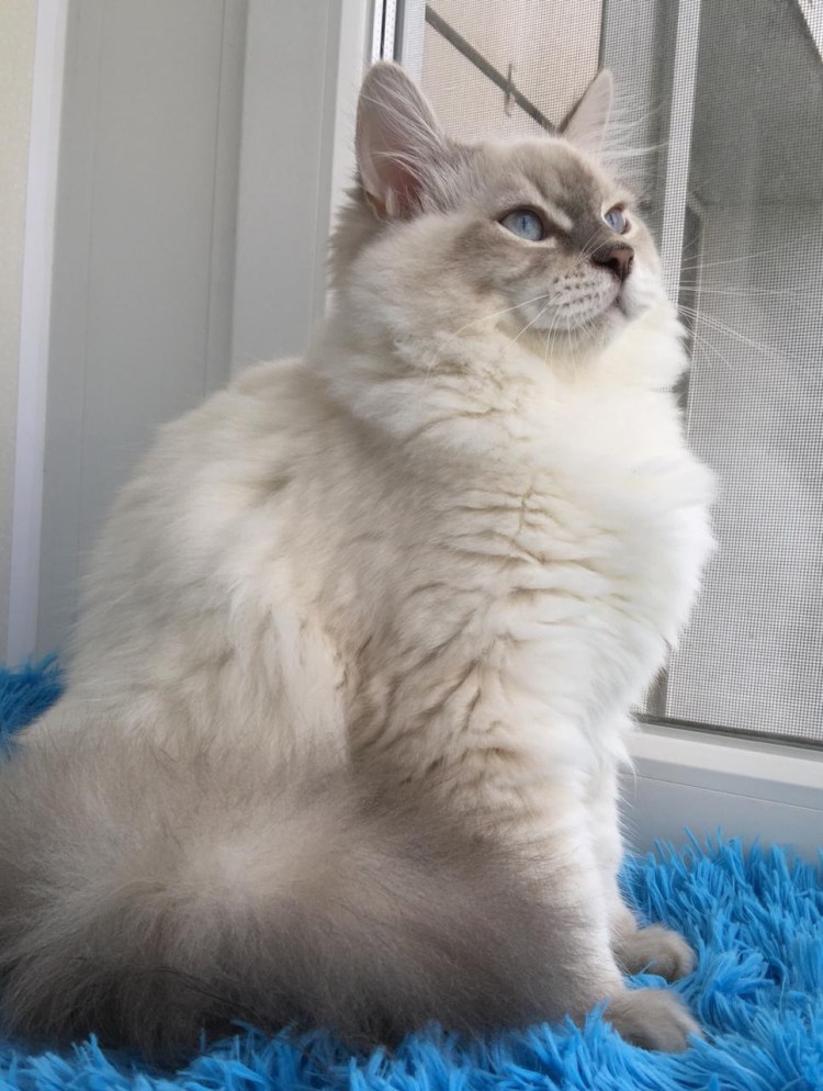 Невская маскарадная стрижка