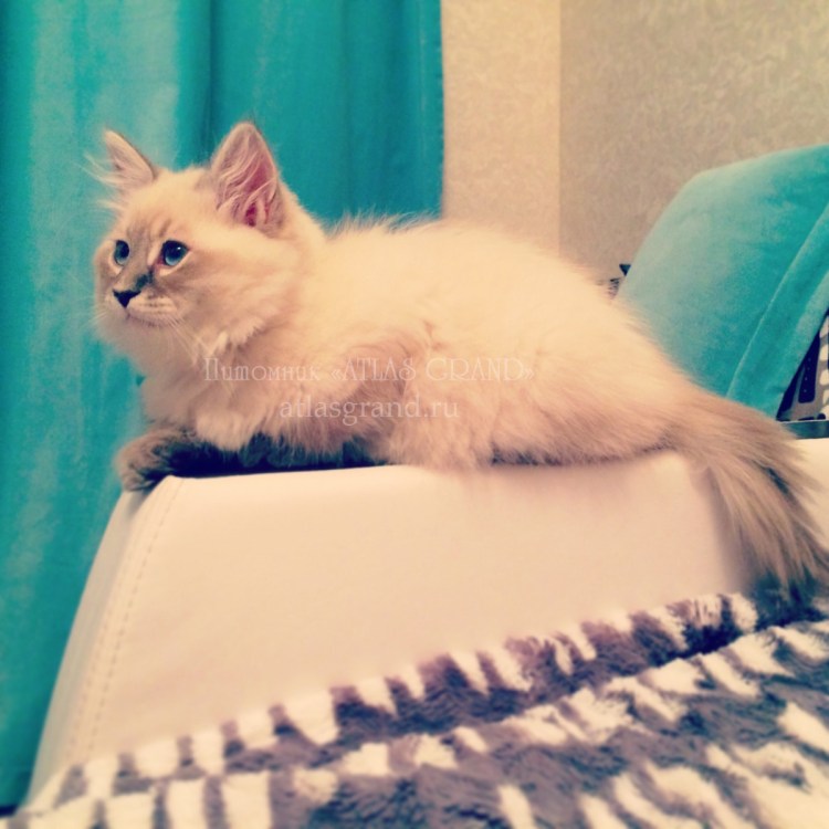 Невский маскарадный кот с маской