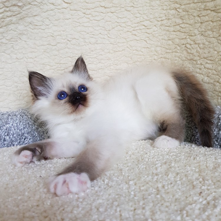 Алиса маскарадную Невскую кошку