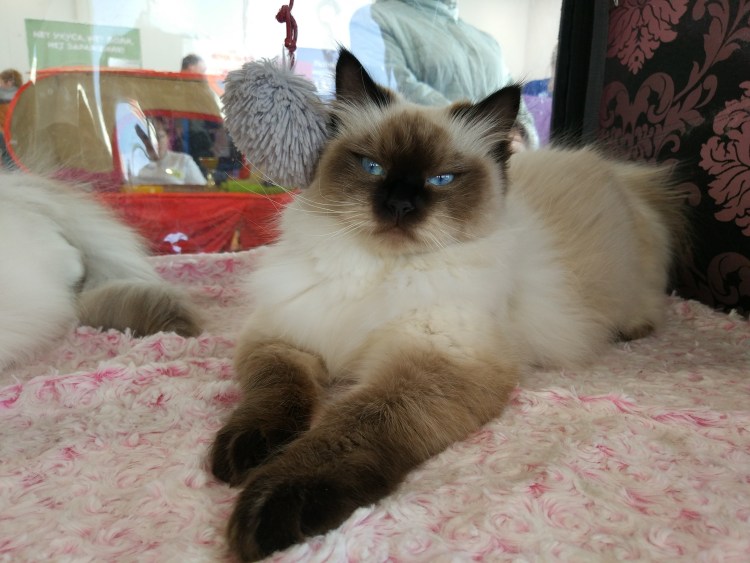 Невская маскарадная, Сиамская, тайская