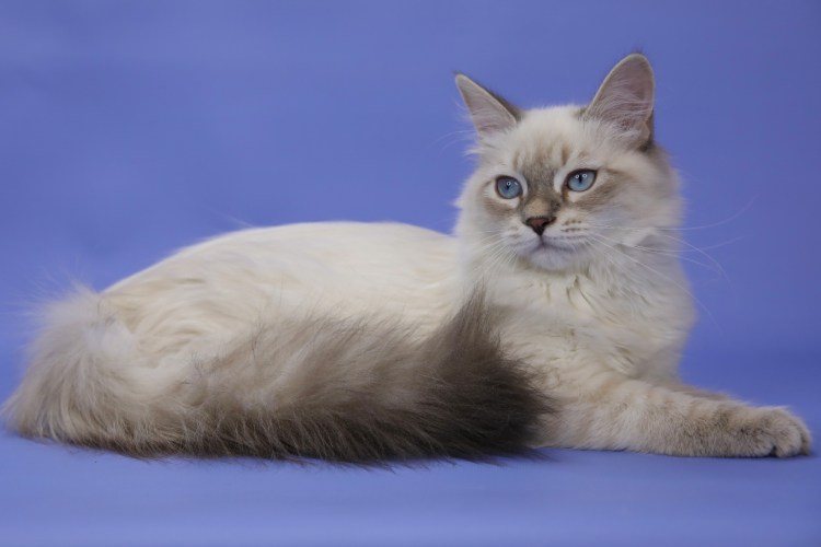 Невский маскарадный Блю тебби Пойнт