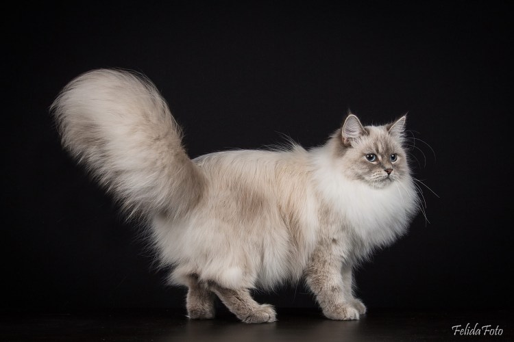 Невская маскарадная подстриженная