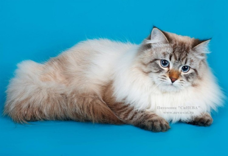 Невская маскарадная стрижка