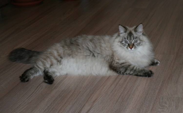 Невская маскарадная кошка подстриженная