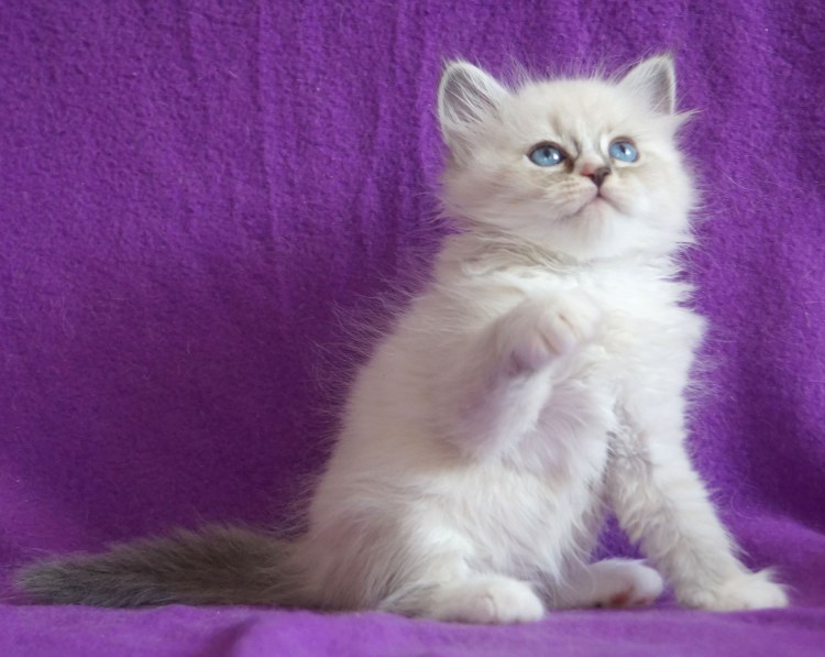 Кот Невский маскарадный дымчатый