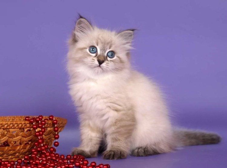Невская маскарадная кошка вес
