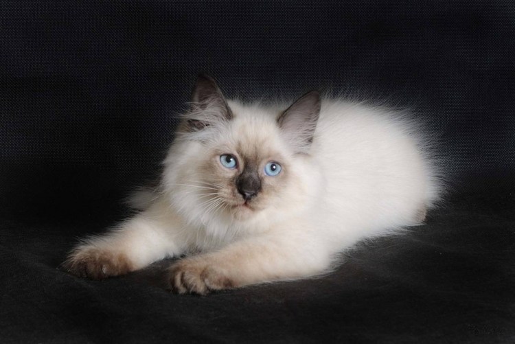 Невский маскарадный кот худой